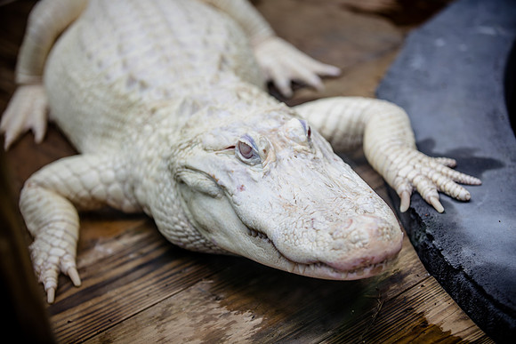 Wild Florida Airboats & Gator Park
