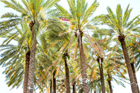 Tampa-7061.jpg