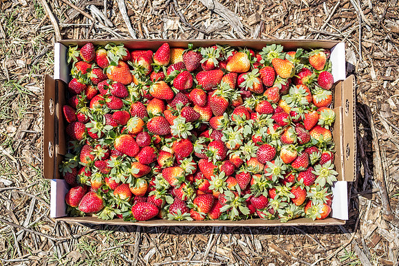 Strawberry-Farm-Orlando-3119