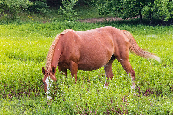 Crimea-Jeep-Tour-9272horse-