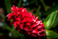 Leu Gardens Orlando