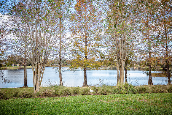20241117-Real-Estate-13486-Sunkiss-Loop-Windermere-3581-