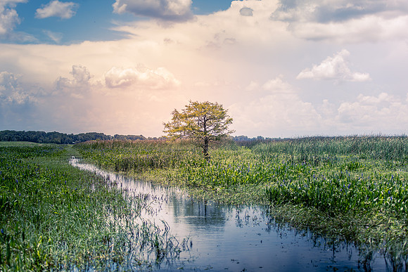 Wild Florida Airboats & Gator Park