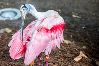 Disney-Animal-Kingdom-8424.jpg
