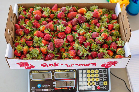 Strawberry-Farm-Orlando-3112