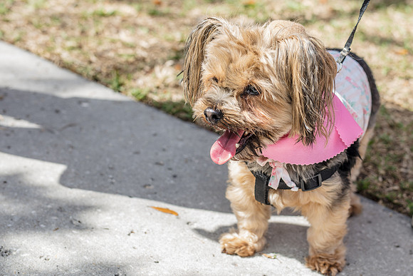 Celebration-Posh-Pooch-2364