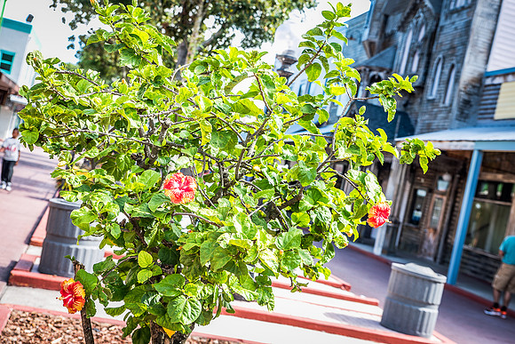 Old-Town-Kissimmee-8303.jpg