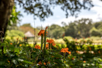 Leu Gardens Orlando