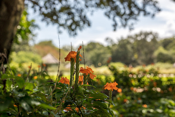 Leu Gardens Orlando