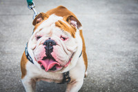 Celebration_Posh_Pooch-0175.jpg