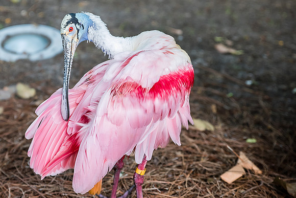 Disney-Animal-Kingdom-8424.jpg