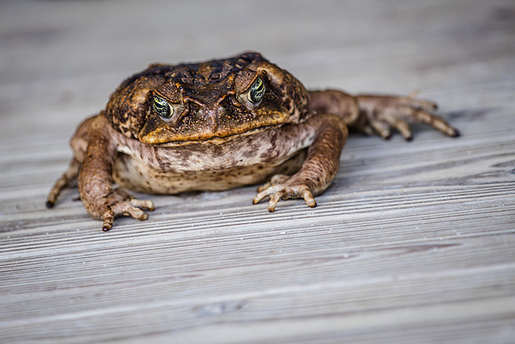 Wild Florida Airboats & Gator Park