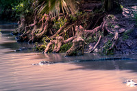 Wild Florida Airboats & Gator Park