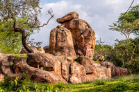 Disney's Animal Kingdom