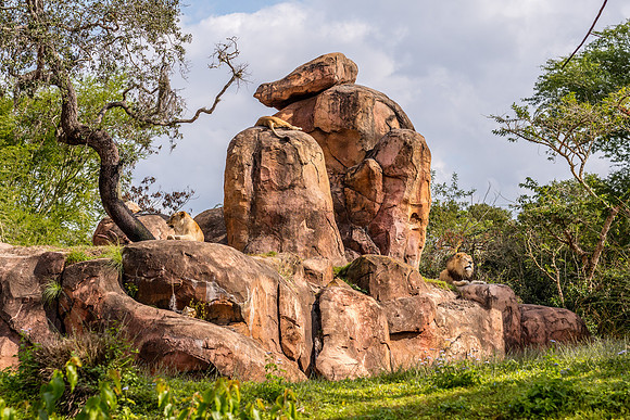 Disney's Animal Kingdom