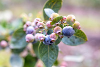 Southern_Hill_Farms-1391.jpg