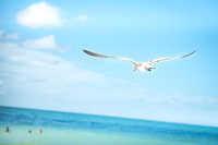 St-Pete-Beach-FL-0237.jpg