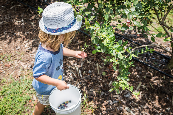 Southern-Hills-Blueberry-Farm-1374.jpg