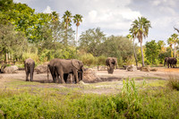 Disney's Animal Kingdom