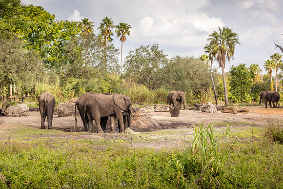 Disney's Animal Kingdom