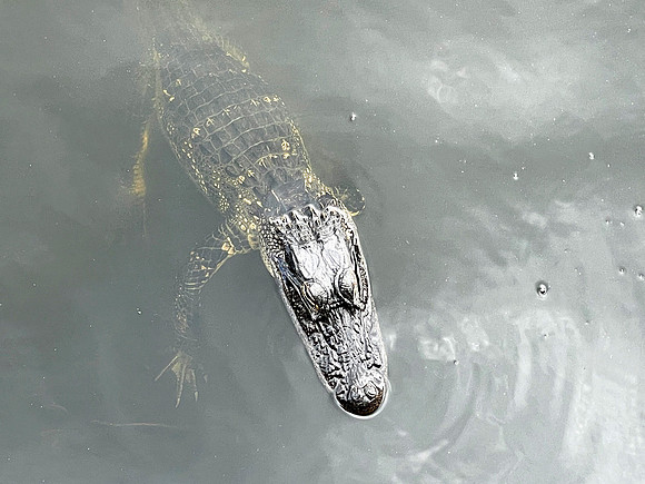 Celebration-nature-gator_5797