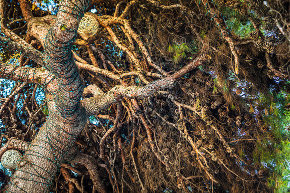 Crimea-Alushta-Yalta-9486tree-