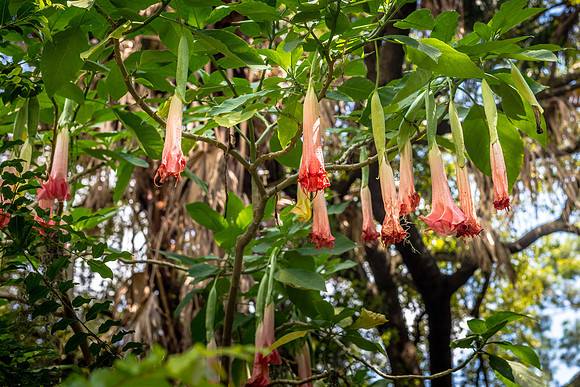 Leu Gardens Orlando