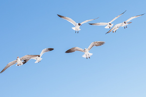 Clearwater-beach-FL-2320.jpg