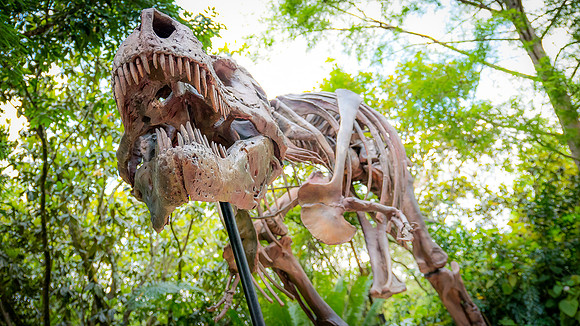 Disney-Animal-Kingdom-8532.jpg