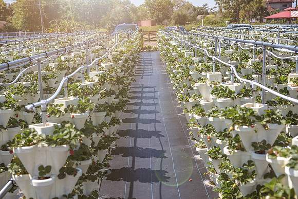 Strawberry-Farm-Orlando-3084
