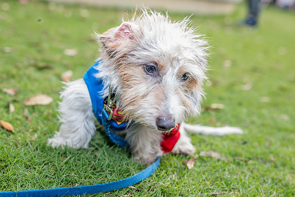 Celebration-Posh-Pooch-2237