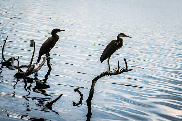 Orlando_LakeEola-4093.jpg