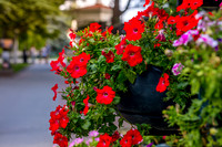 Crimea-Sevastopol-9009flower-