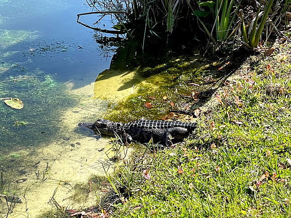 Celebration-nature-gator_0626
