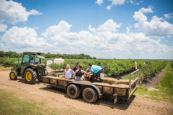 Southern-Hills-Blueberry-Farm-1403.jpg