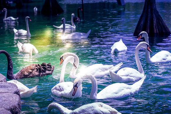 Lake-Eola-Orlando-3585.jpg