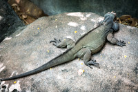 Disney-Animal-Kingdom-8483.jpg