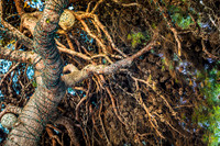 Crimea-Alushta-Yalta-9486tree-