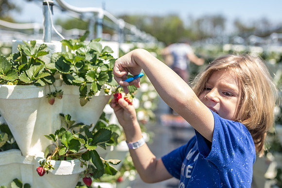 Strawberry-Farm-Orlando-3095