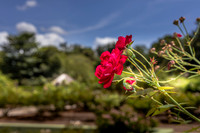 Leu Gardens Orlando