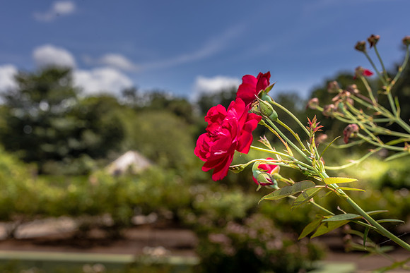 Leu Gardens Orlando