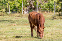 Green-Meadows-Farm-5713.jpg