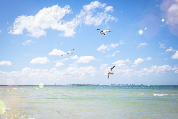 Honeymoon-Island-0689gulls-
