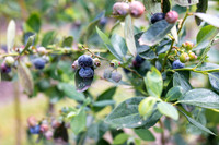 Southern_Hill_Farms-1383.jpg