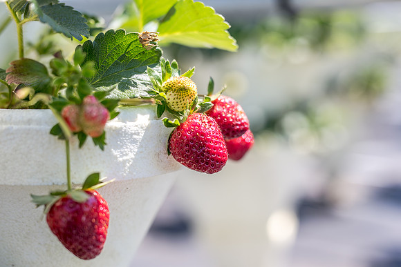 Strawberry-Farm-Orlando-3097