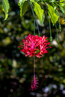 Leu Gardens Orlando