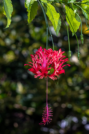 Leu Gardens Orlando