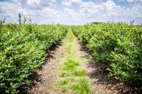 Southern-Hills-Blueberry-Farm-1372.jpg