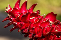 Flora