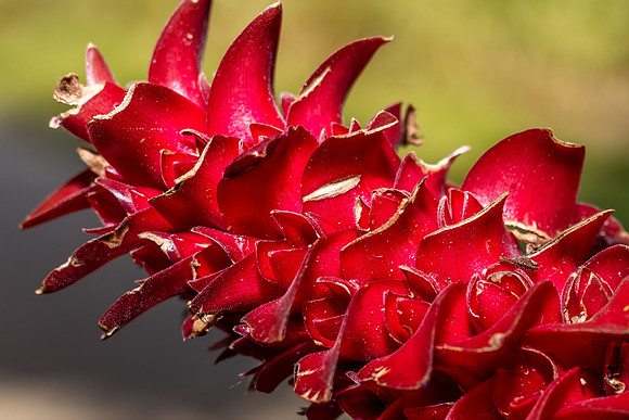 Leu Gardens Orlando